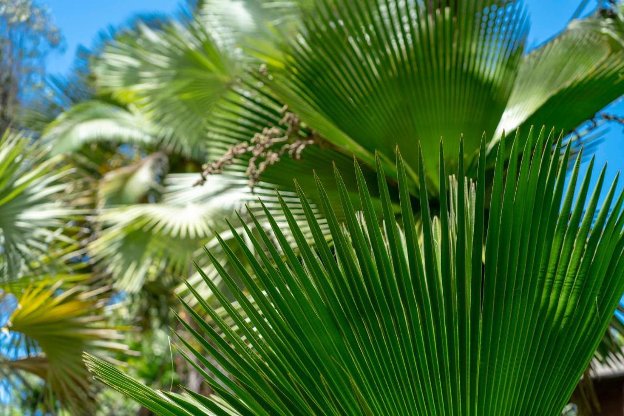 Vila Mist At Cape Tribulation Exteriér fotografie